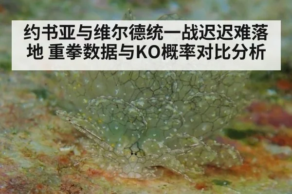 约书亚与维尔德统一战迟迟难落地 重拳数据与KO概率对比分析